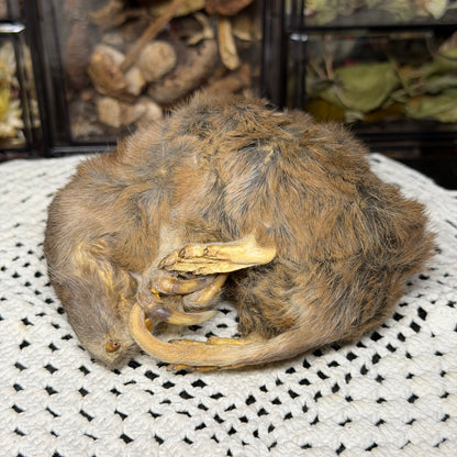 mummified adult pocket gopher (imperfect)