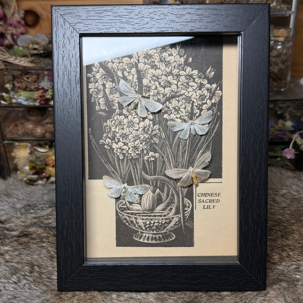 5x7 1930s gardener’s catalogue insect frames