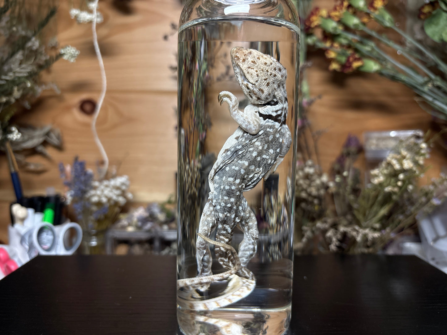 collared lizard wet specimen