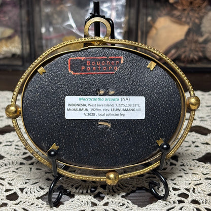 wishbone orb weaver vintage frame