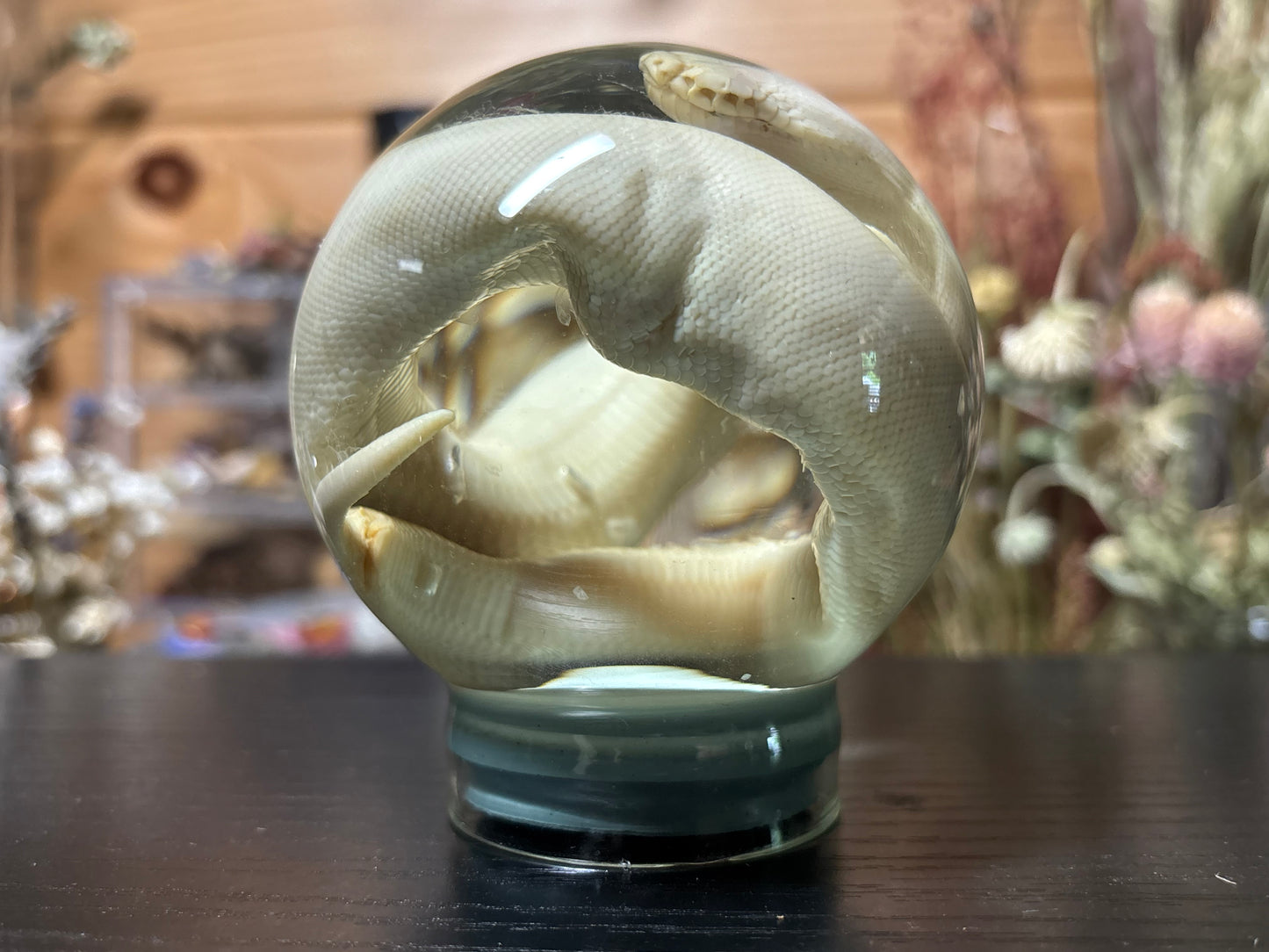 stillborn deformed ball python in globe wet specimen