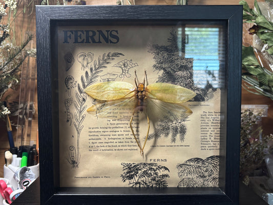 large leaf katydid frame