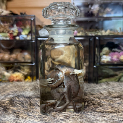“the embrace” tree frog trio wet specimens