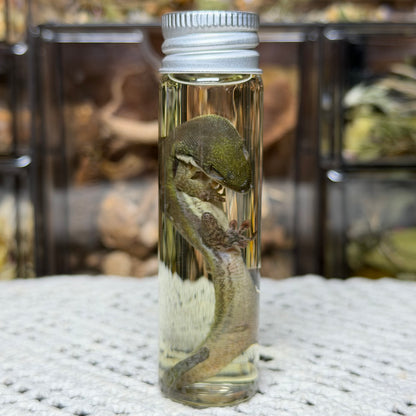 little day gecko wet specimen
