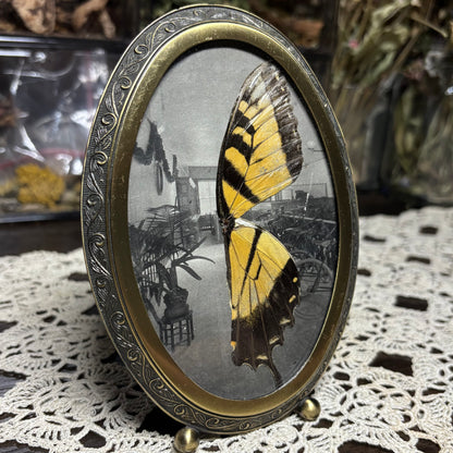 tiger swallowtail wings vintage frame