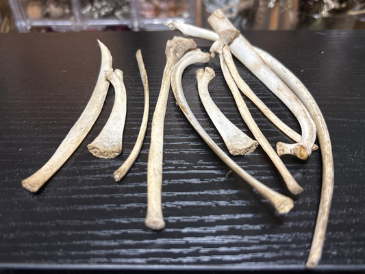 nature cleaned baby goat ribs