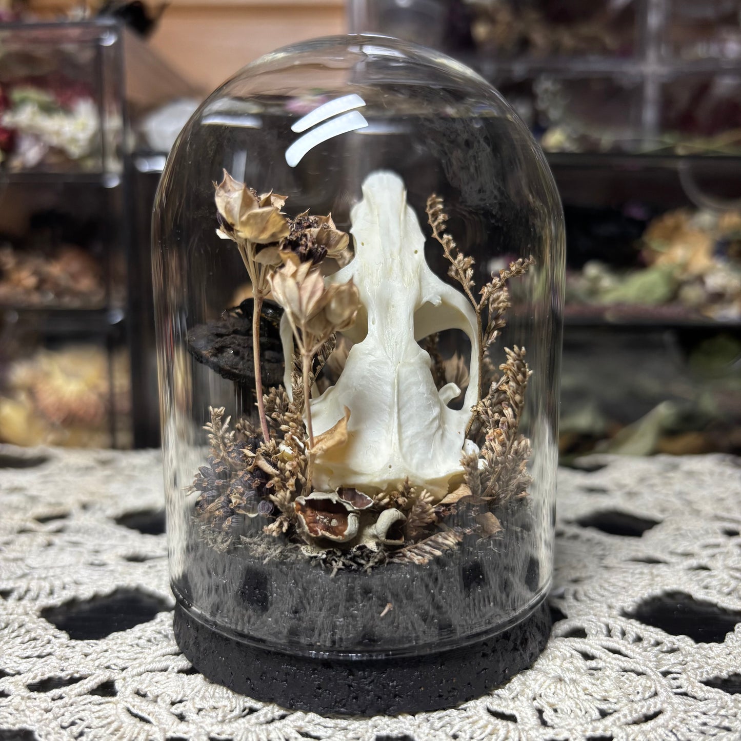 muskrat skull dome