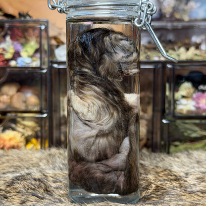 pathological kitten wet specimen