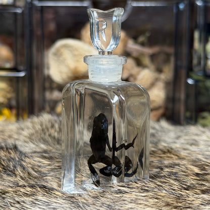 poison dart frog wet specimens