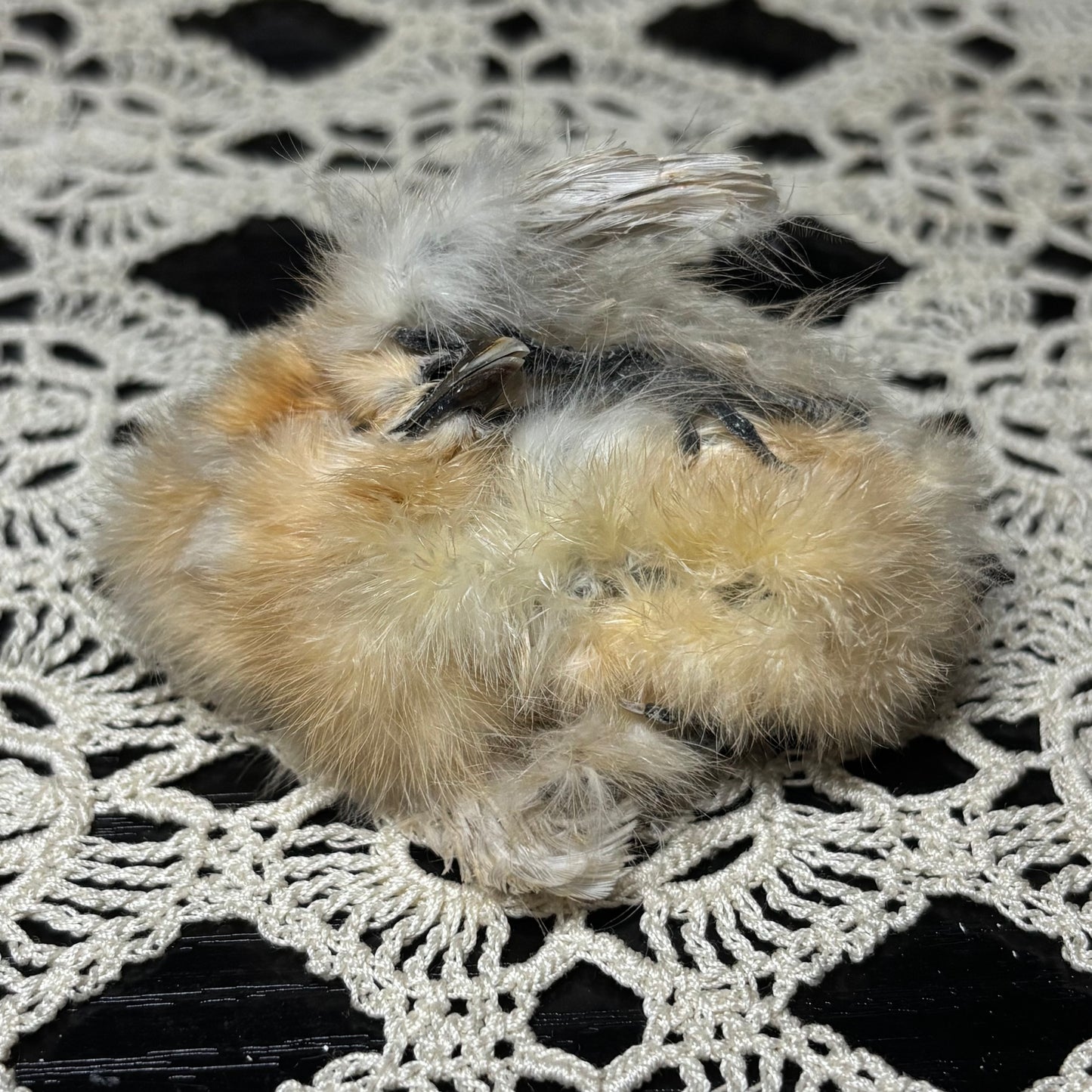 mummified silkie chick