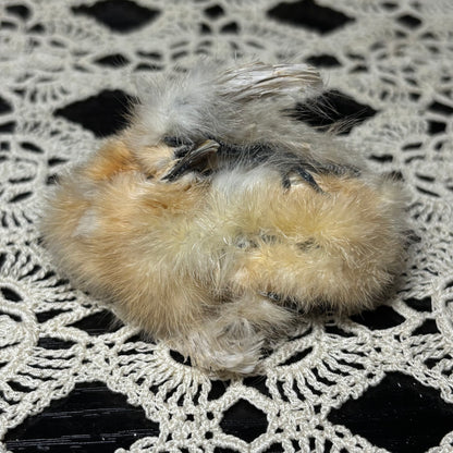 mummified silkie chick