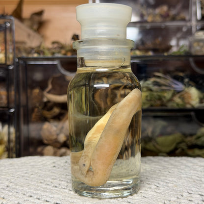 neonate albino sand boa wet specimen