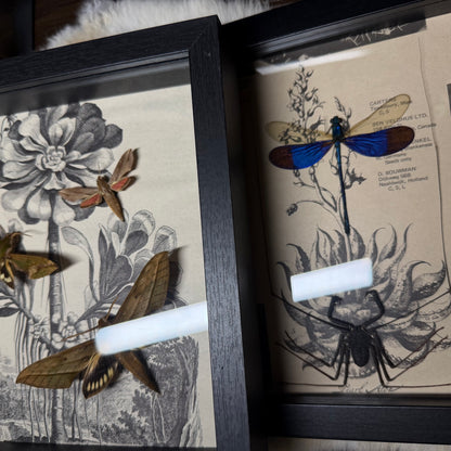 8x8 1930s gardener’s catalogue insect frames