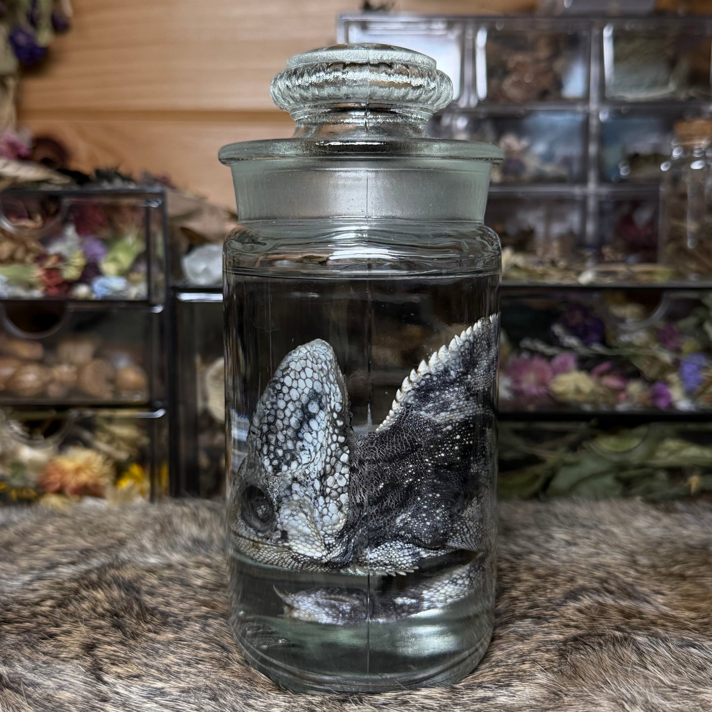 adult male veiled chameleon wet specimen