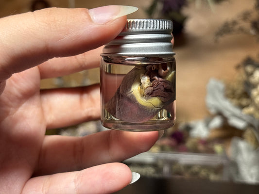 rabbit heart wet specimen