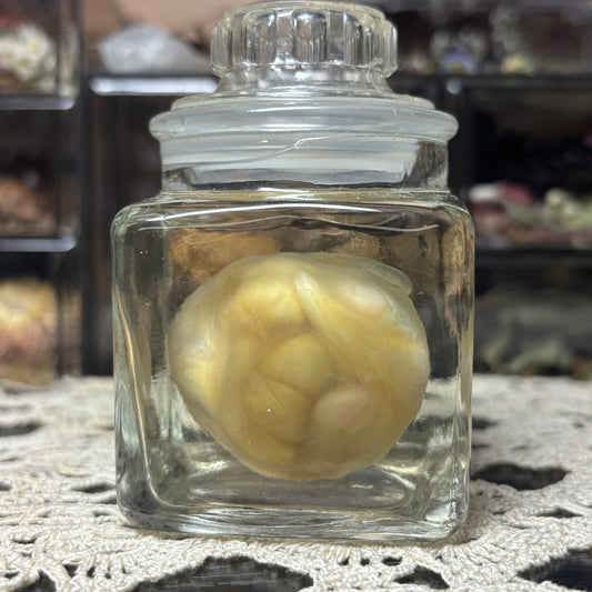 embryonic duckling wet specimen