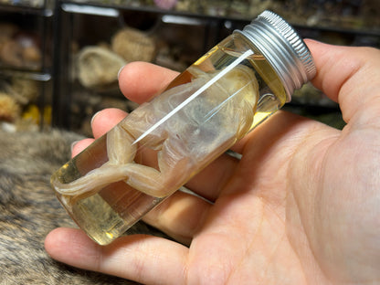 miscellaneous frog wet specimens