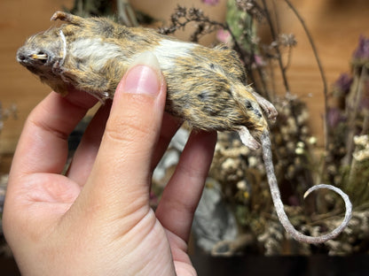mummified brindle adult fancy mouse