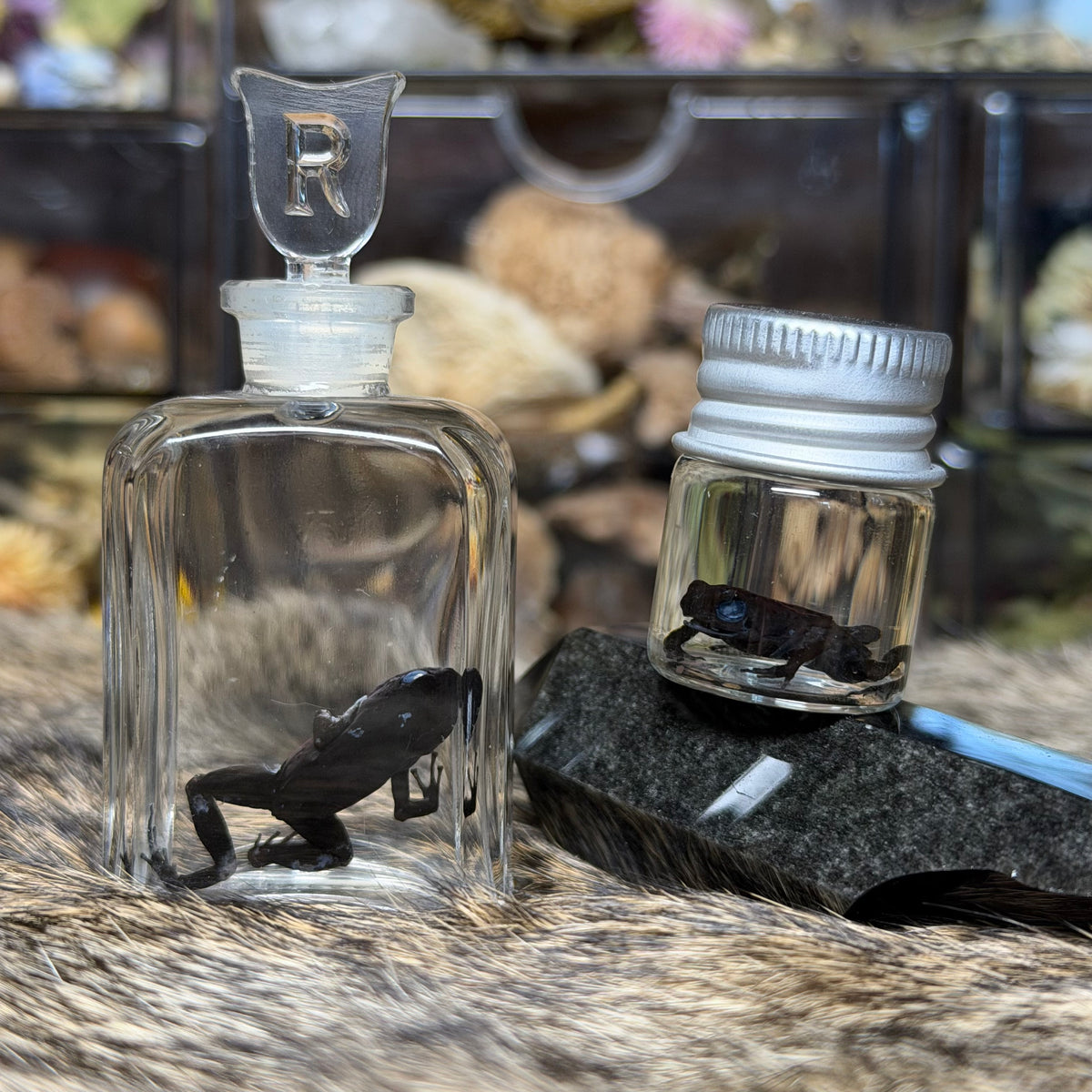poison dart frog wet specimens