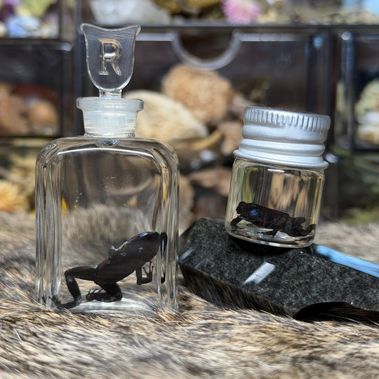 poison dart frog wet specimens