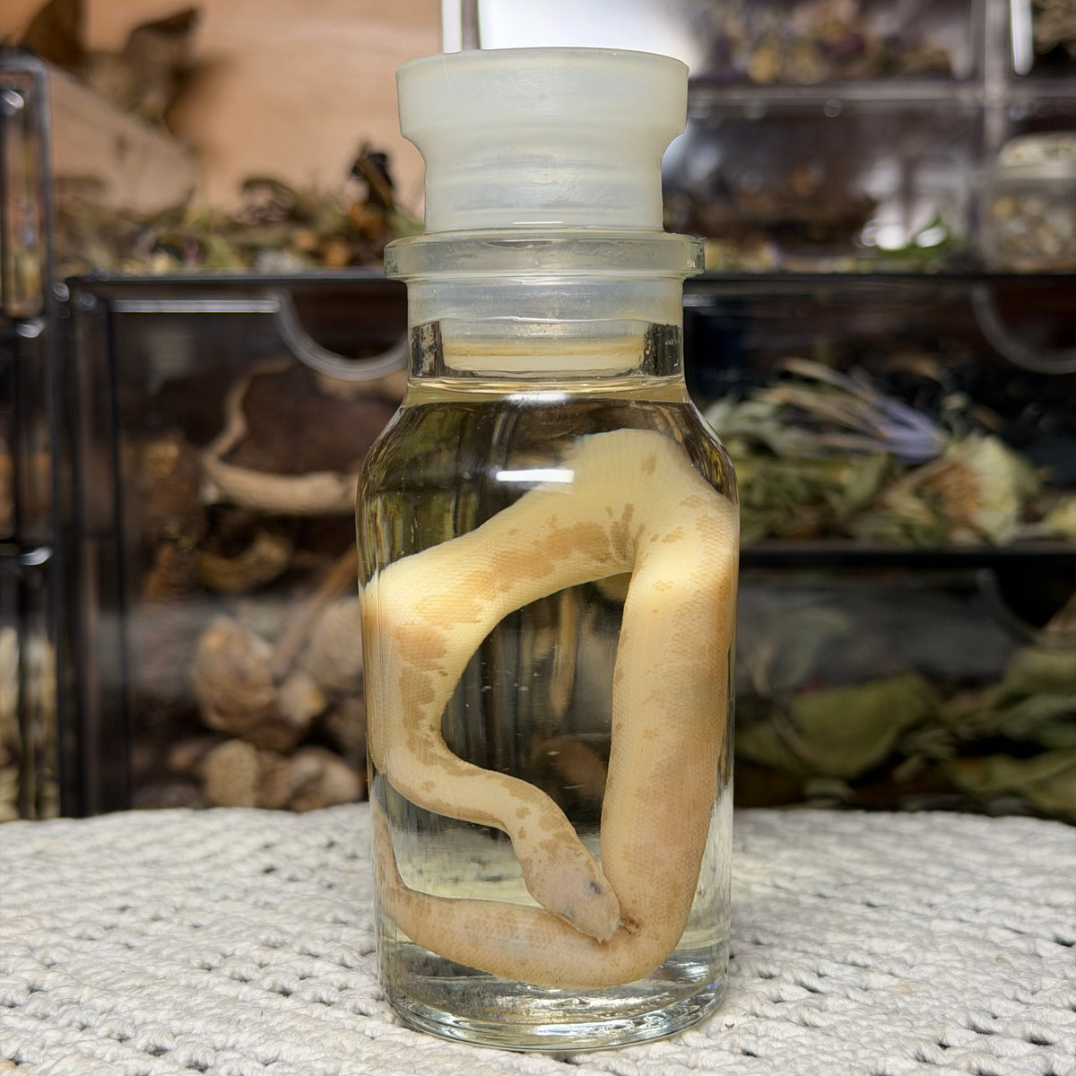 neonate albino sand boa wet specimen