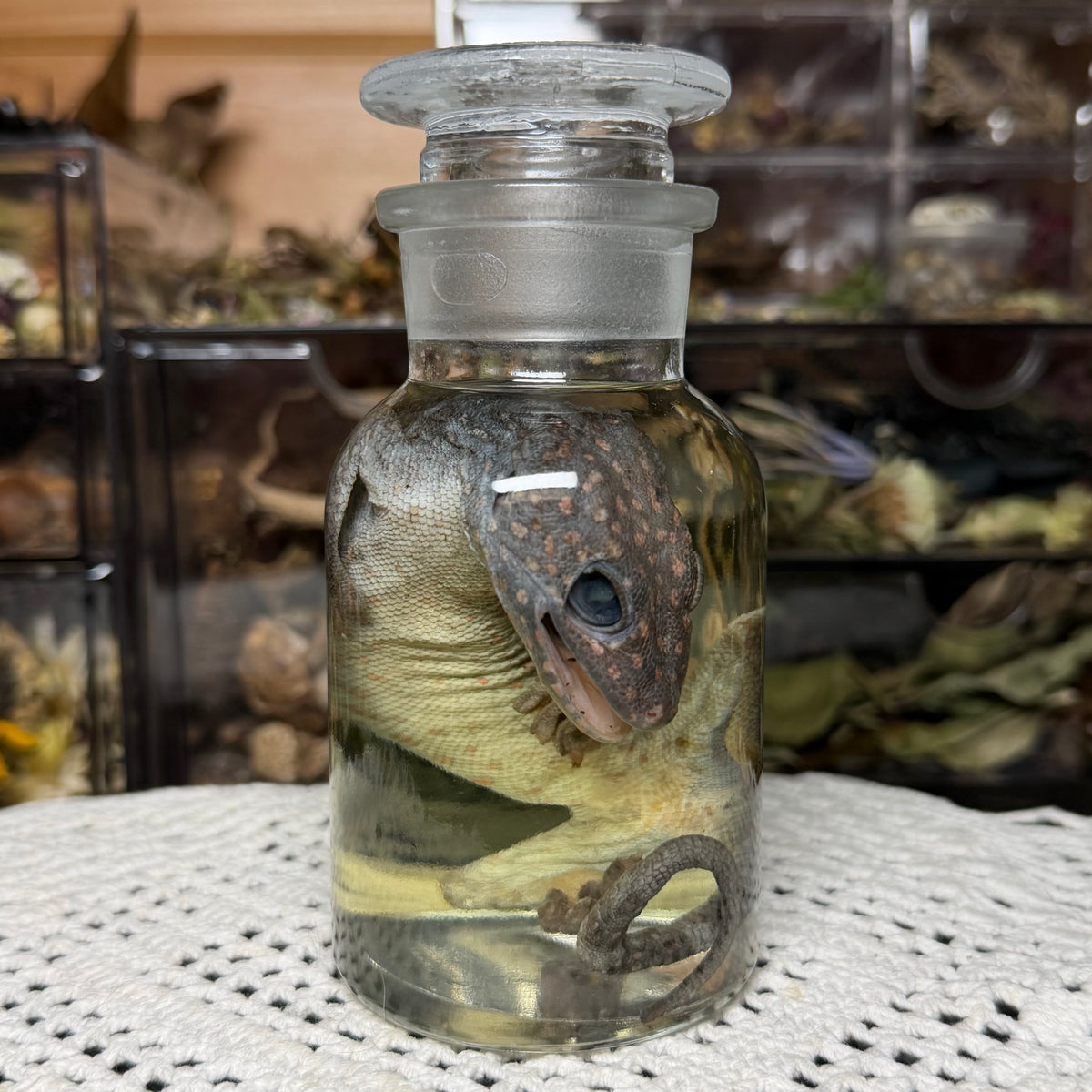 tokay gecko wet specimen