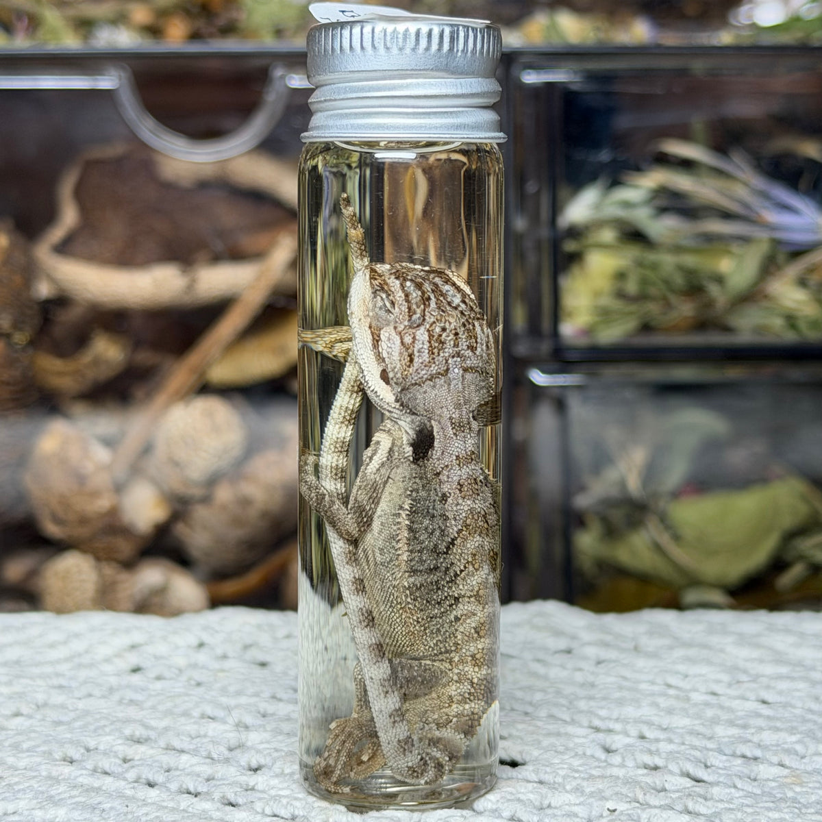 baby bearded dragon wet specimens