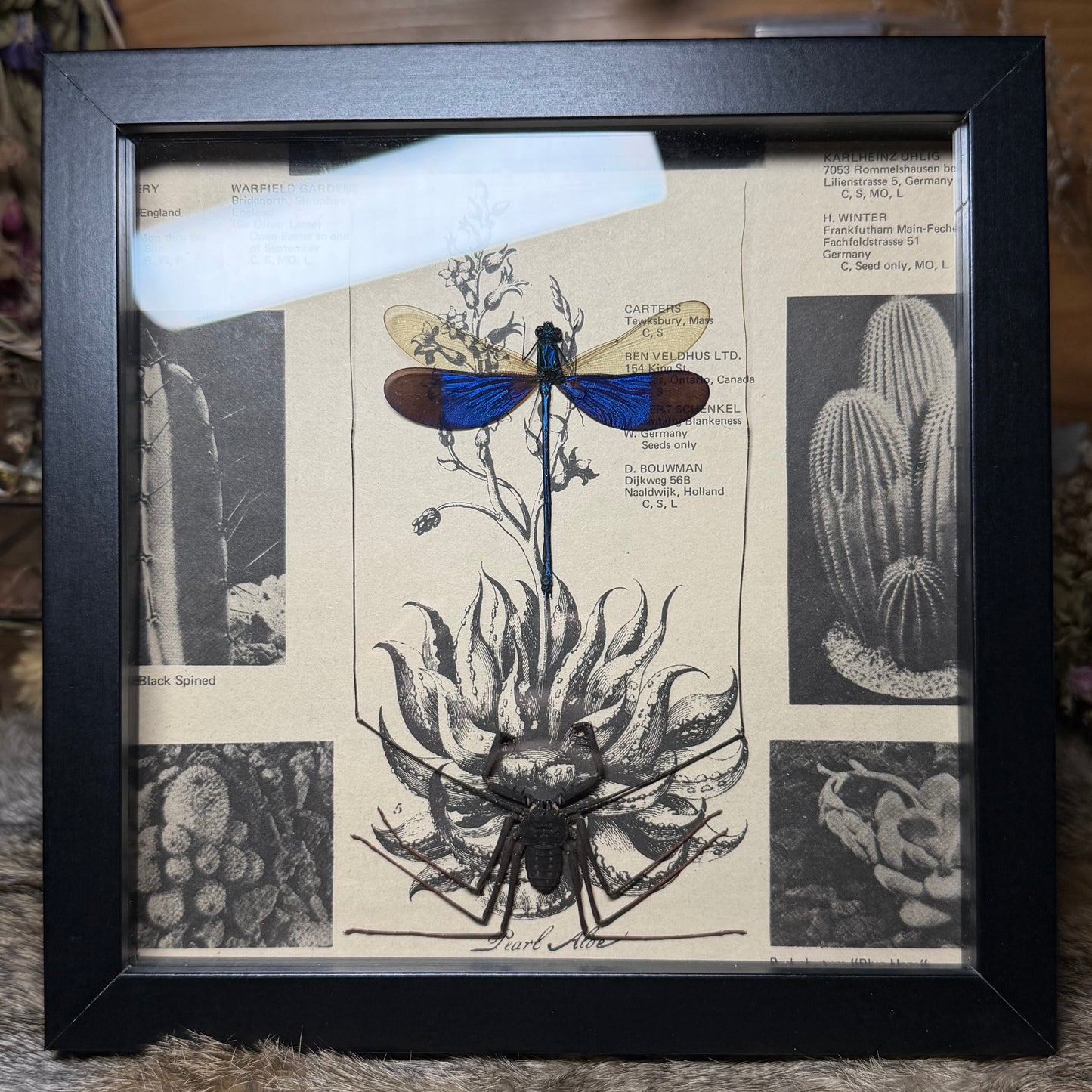 8x8 1930s gardener’s catalogue insect frames