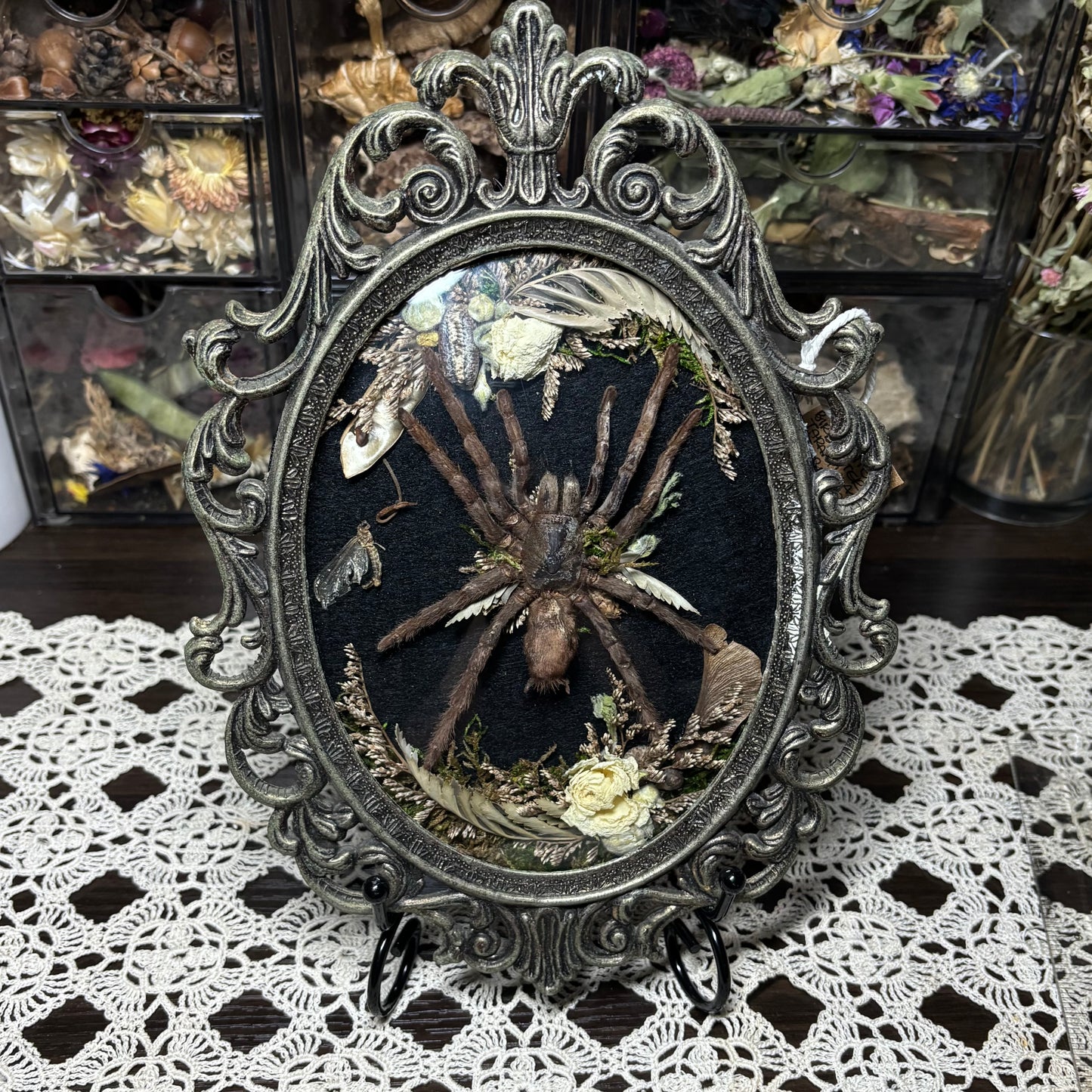 bird eater tarantula vintage frame