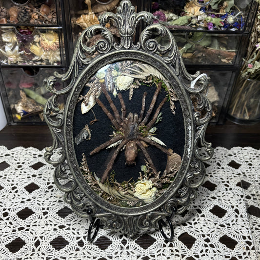 bird eater tarantula vintage frame