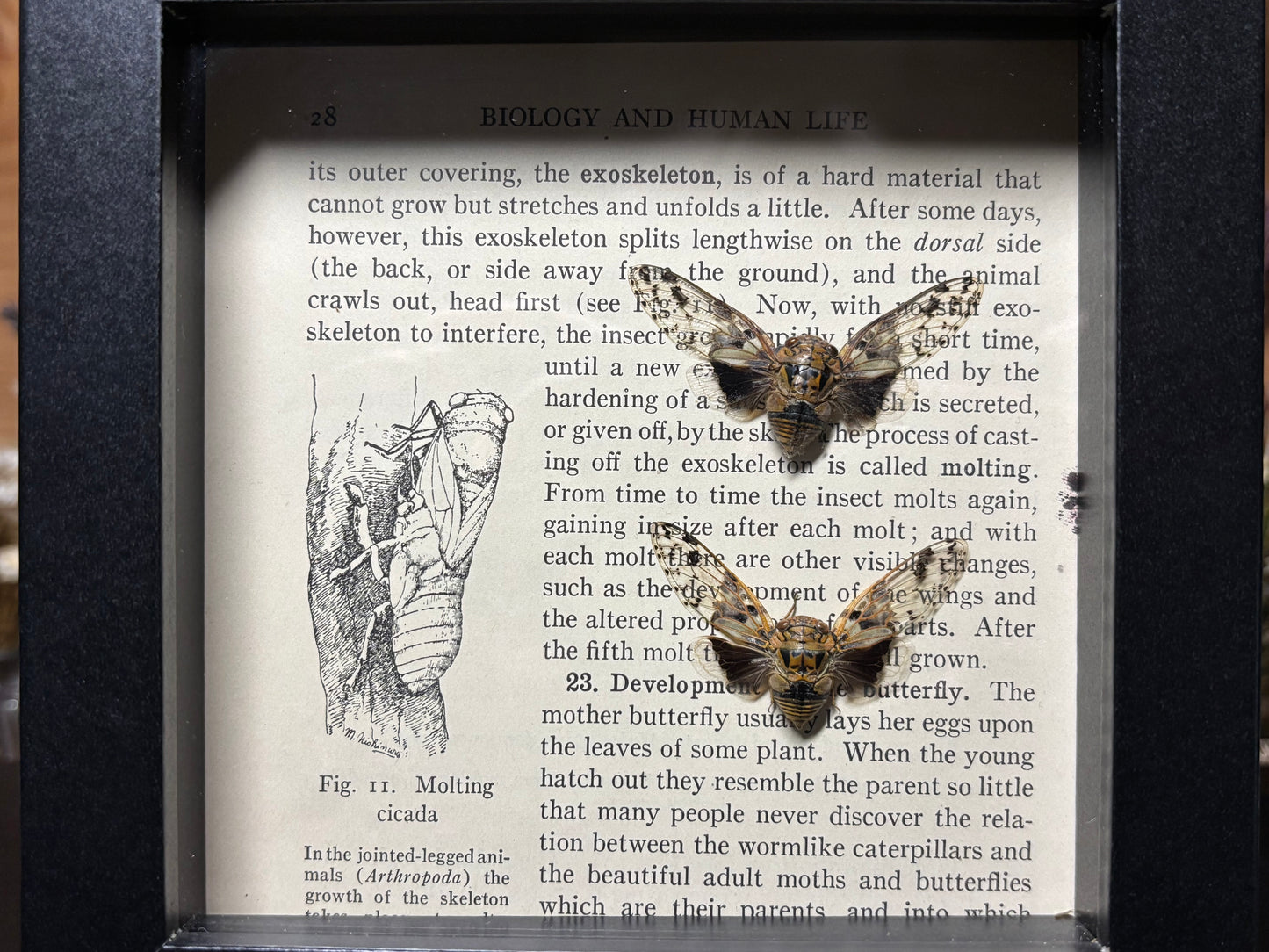 leafhopper cicada pair frame