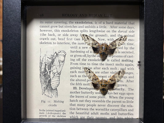 leafhopper cicada pair frame