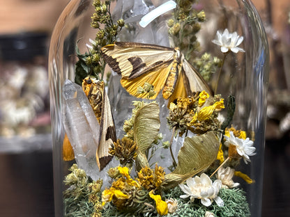 clymene moth pair cloche