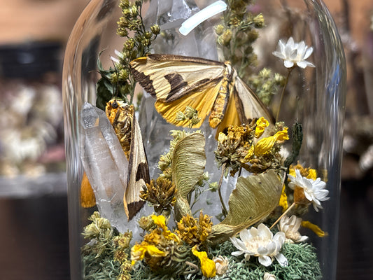 clymene moth pair cloche