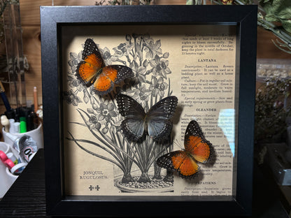lacewing butterfly trio frame