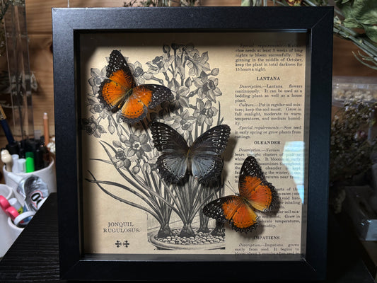 lacewing butterfly trio frame