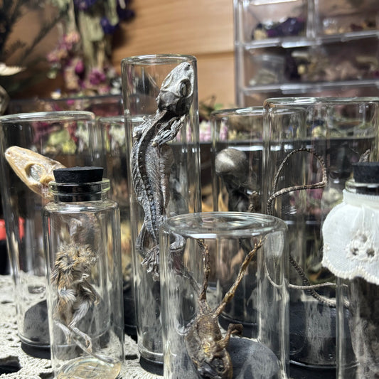 jarred mummified specimens