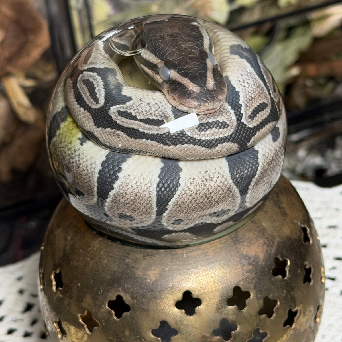 hatchling ball python globe wet specimen