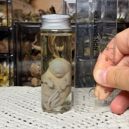 chunky gray squirrel embryo wet specimen