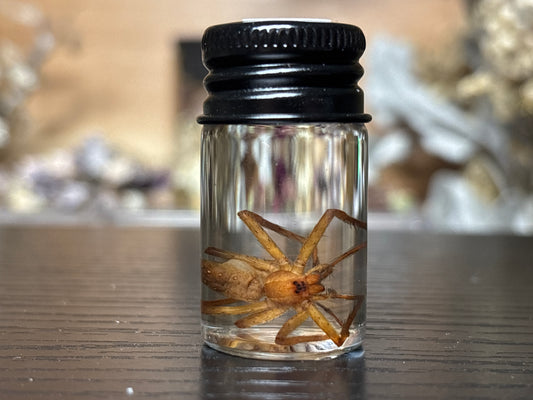 nursery web sider wet specimen