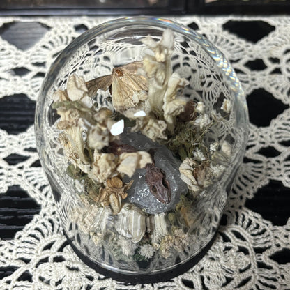 baby crested gecko dome shrine