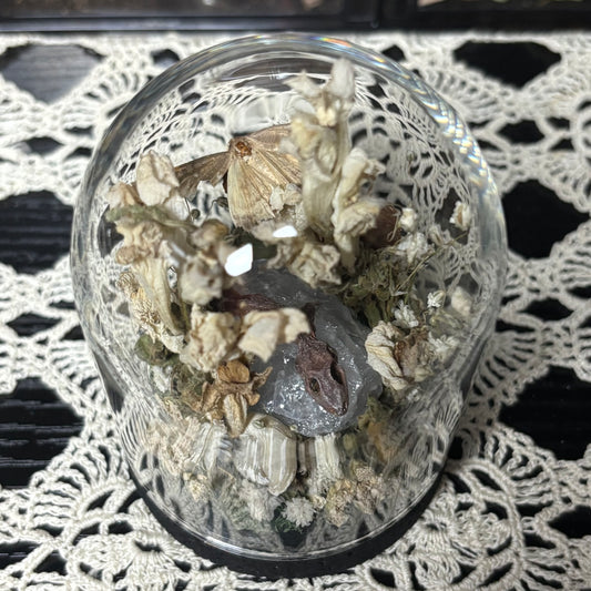 baby crested gecko dome shrine