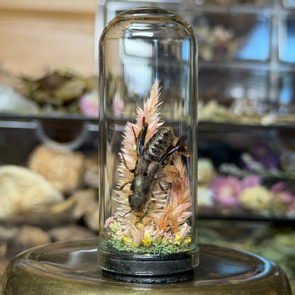 mini insect cloches