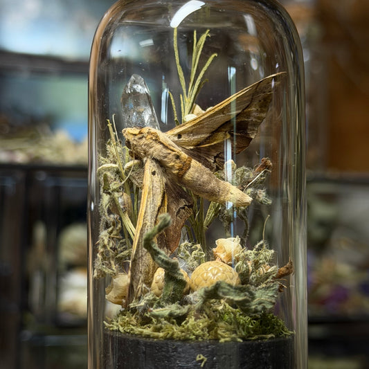 small tan sphinx moth cloche