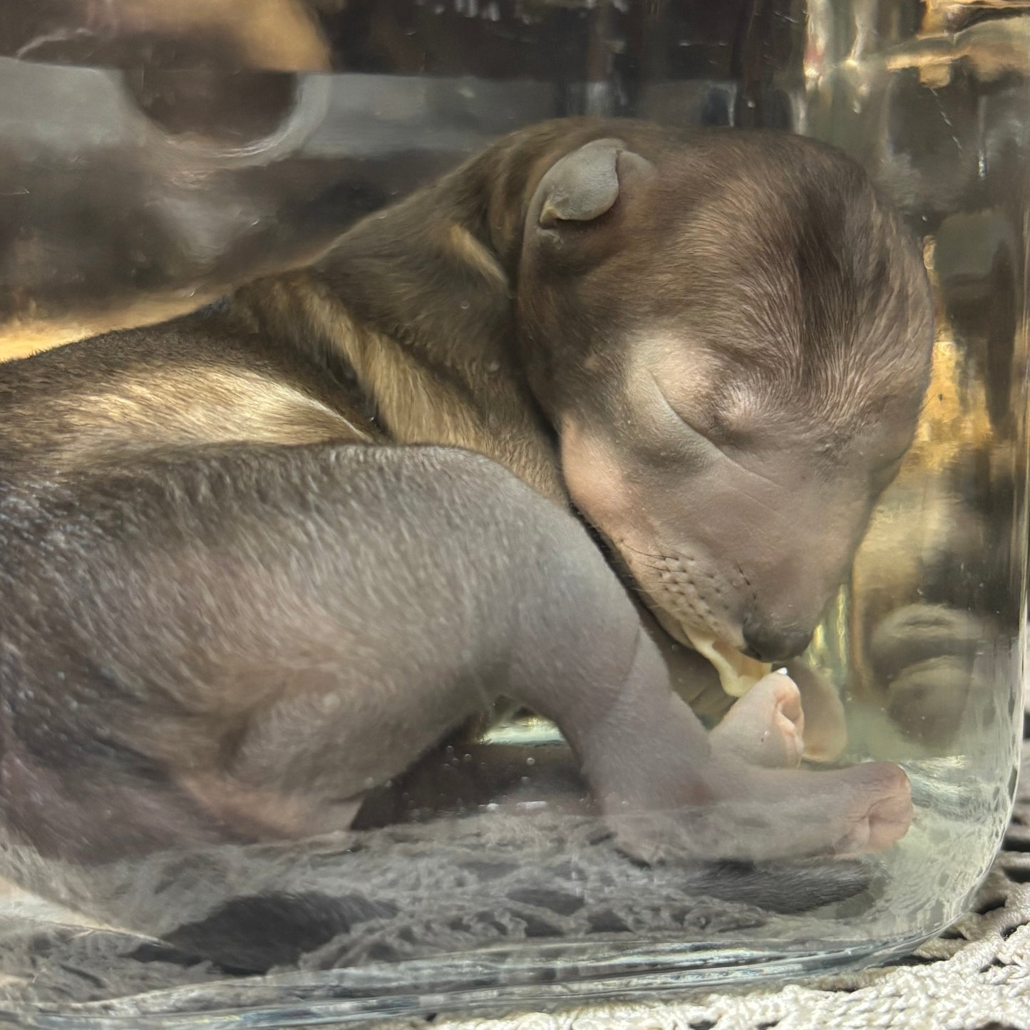 full term coyote puppy wet specimen