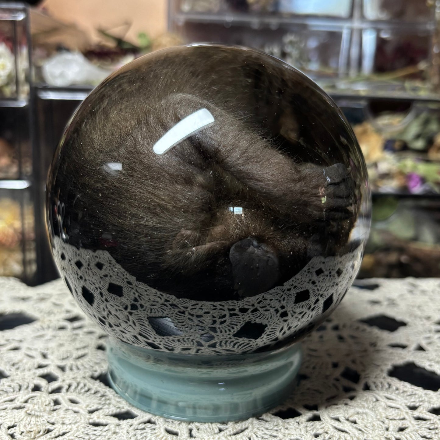 fuzzy baby raccoon globe wet specimen