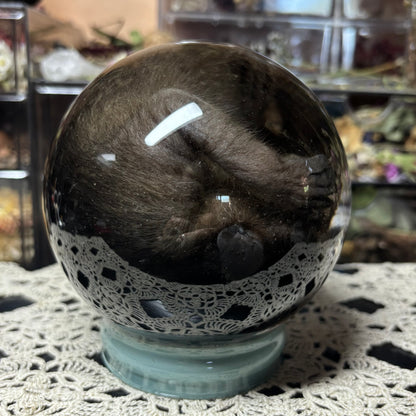 fuzzy baby raccoon globe wet specimen