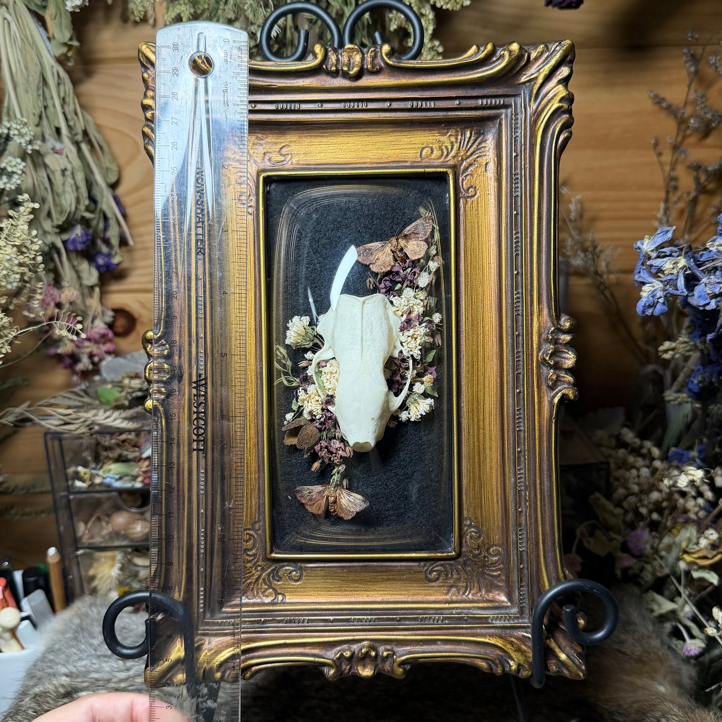 skunk skull vintage frame