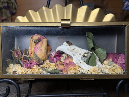 rabbit skull in angelic vessel