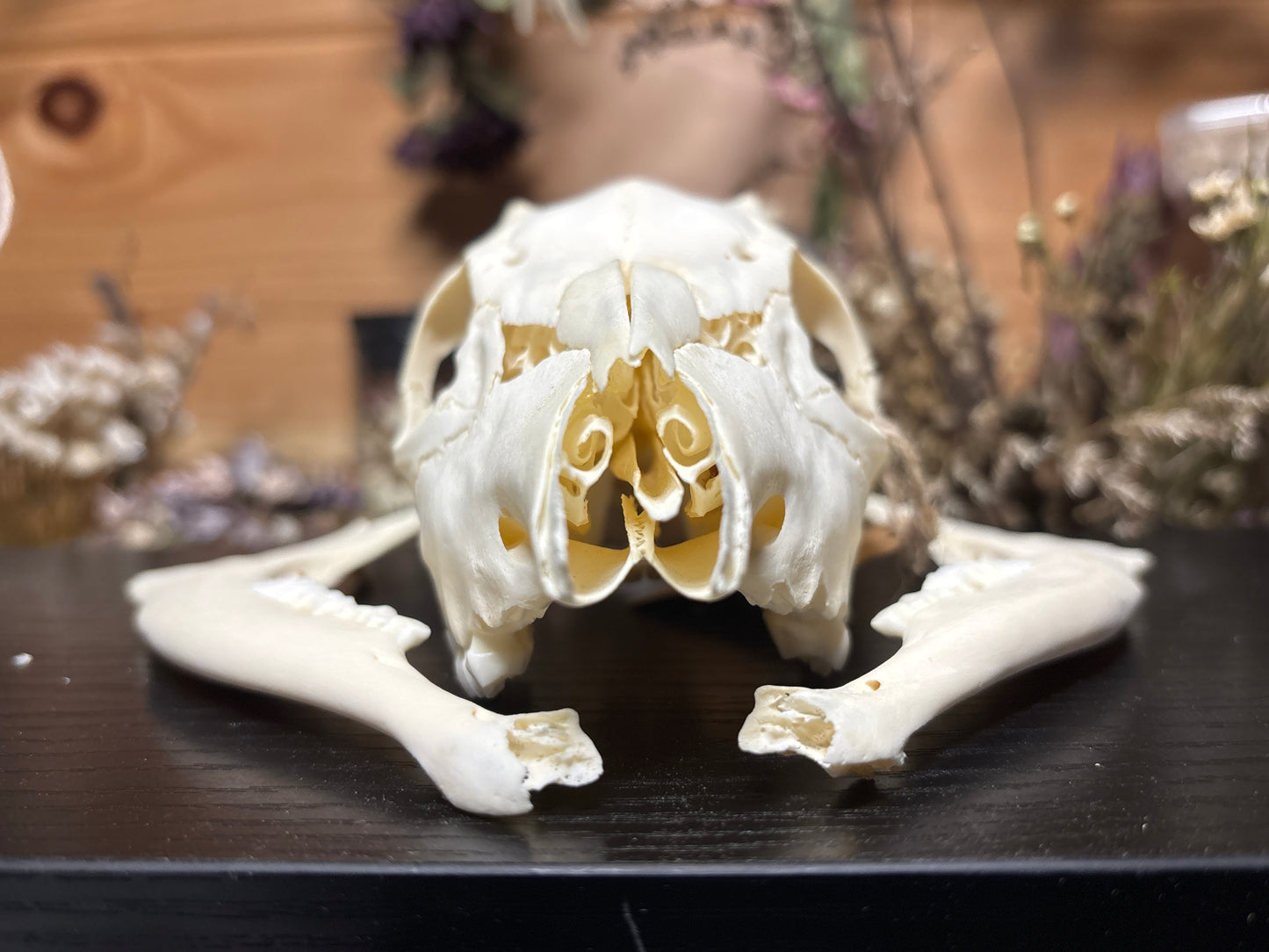 male roe deer fawn skull